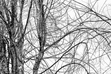 Original Abstract Expressionism Garden Photography by Sergio Luiz Cerezer Benetti