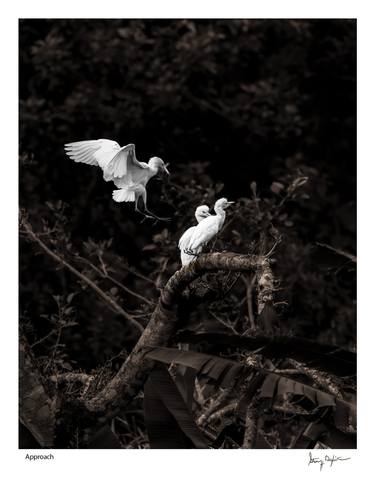 Original Contemporary Animal Photography by Steven H Begleiter