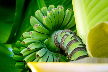 Original Conceptual Botanic Photography by Rafael Benetti Cerezer