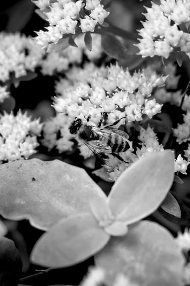 Original Abstract Expressionism Garden Photography by Rafael Benetti Cerezer