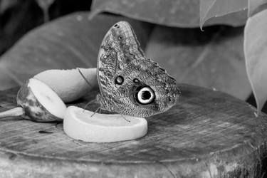 Original Art Nouveau Animal Photography by Rafael Benetti Cerezer