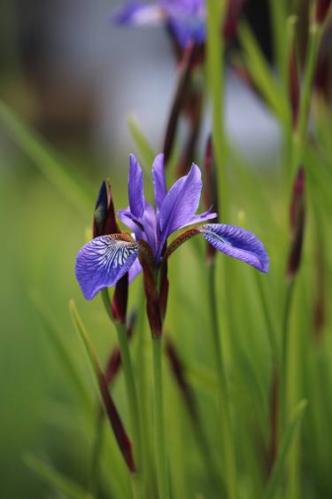 Original Digital Art Botanic Photography by Lesia Zaitseva