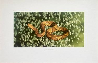 Original Abstract Animal Collage by India Coles