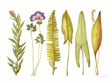 Original Classicism Botanic Paintings by Rosa Marso
