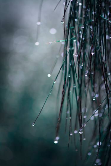 Original Digital Art Nature Photography by Grant Beedie