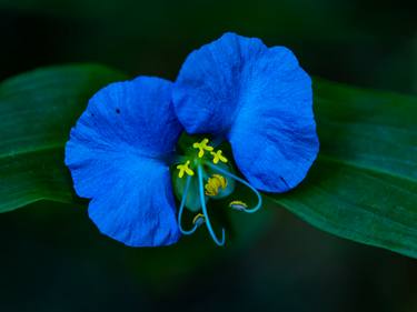Original Figurative Botanic Photography by Lola Kiayes