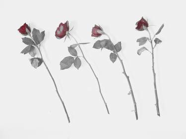 Original Fine Art Nature Photography by Helen Morris