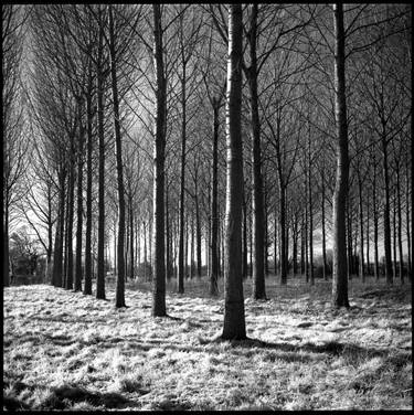 Print of Fine Art Tree Photography by Paul Cooklin