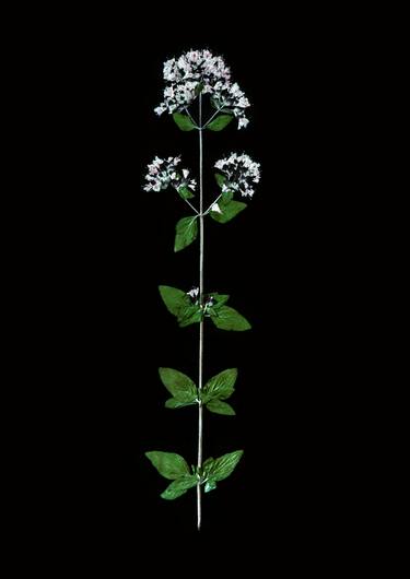 Original Conceptual Still Life Photography by Jelena Kostic