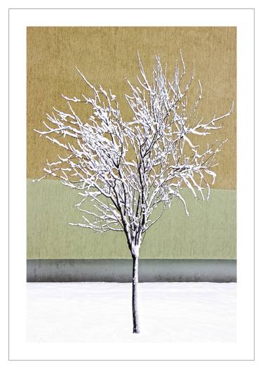 Original Fine Art Tree Photography by Beata Podwysocka