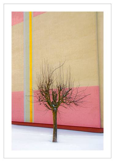 Original Fine Art Tree Photography by Beata Podwysocka
