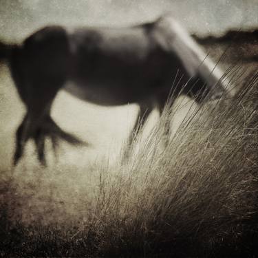 Original Fine Art Animal Photography by Kenneth Jackson