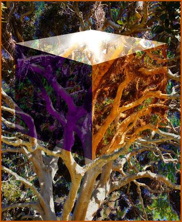 Original Surrealism Tree Photography by Tom Lundquist