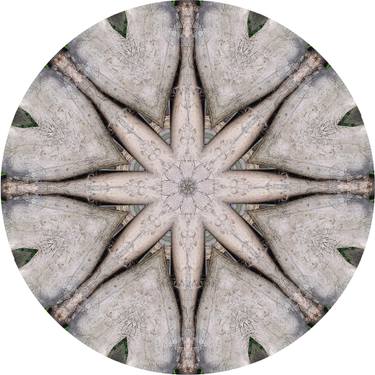 Original Abstract Tree Photography by Tracey Falcon