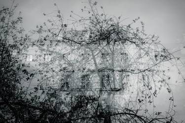 Original Fine Art Tree Photography by Dorit Fuhg