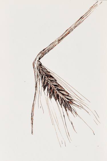 Original Illustration Botanic Drawing by Linda Sgoluppi
