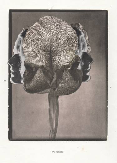 Original Conceptual Floral Collage by Deborah Stevenson
