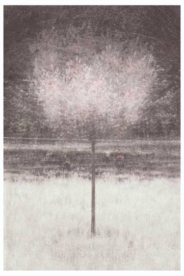 Original Contemporary Tree Photography by Louise O'Gorman