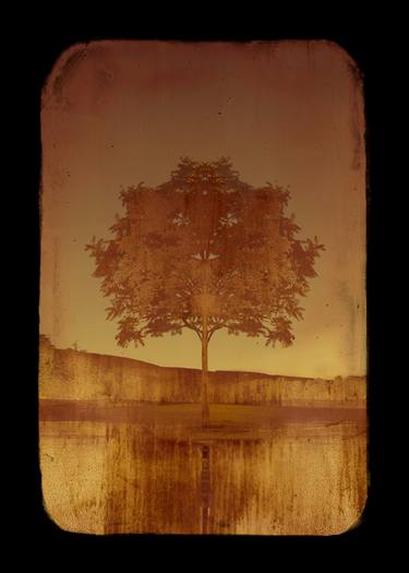 Original Art Deco Tree Photography by Louise O'Gorman