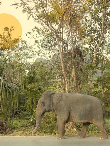 Original Conceptual Animal Photography by Louise O'Gorman