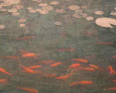 Original Abstract Expressionism Garden Photography by Louise O'Gorman