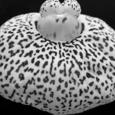 Original Black & White Botanic Photography by Denis Galea Vella Maslennikov