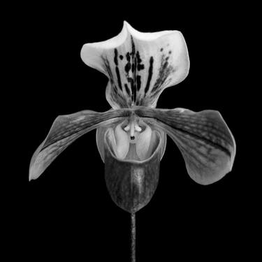 Original Fine Art Still Life Photography by Denis Galea Vella Maslennikov