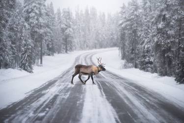 Original Contemporary Animal Photography by Conor Macneill