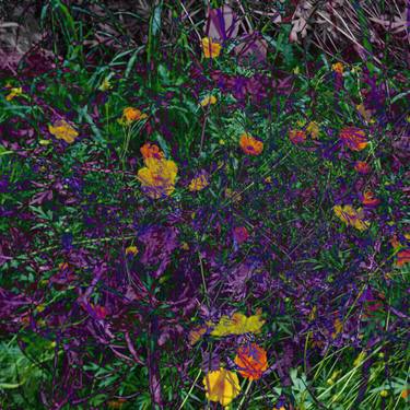 Original Abstract Expressionism Floral Digital by Prithvi Kumar