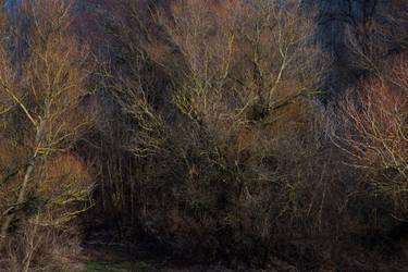Original Fine Art Tree Photography by Imre György