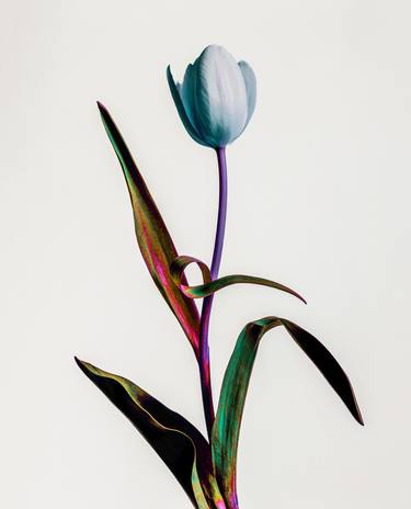 Original Abstract Garden Photography by Guy Sargent