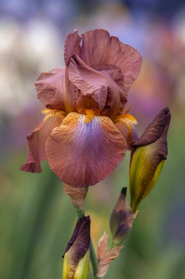 Original Contemporary Floral Photography by Jenny Rainbow