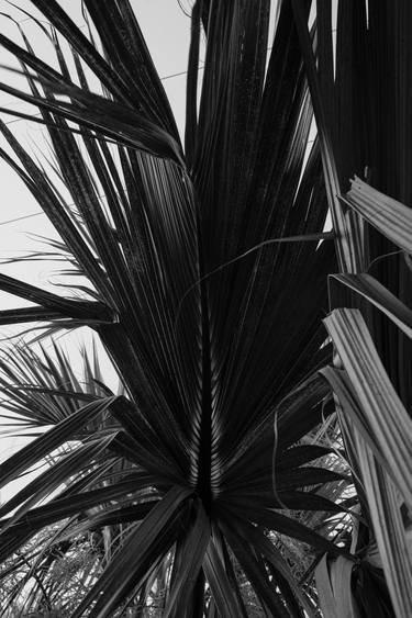 Print of Conceptual Tree Photography by Andrius Mažeika