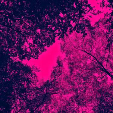 Original Pop Art Nature Mixed Media by Sophie Douglas