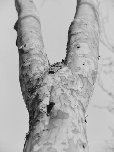 Print of Fine Art Tree Photography by Krunoslav Večenaj