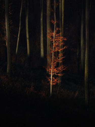 Original Expressionism Nature Photography by Krunoslav Večenaj