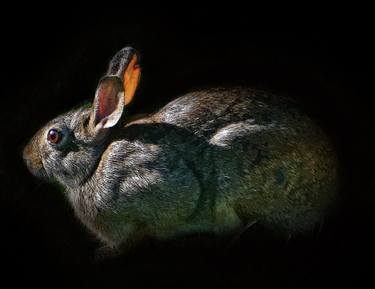 Original Figurative Animal Photography by Randi Scheurer