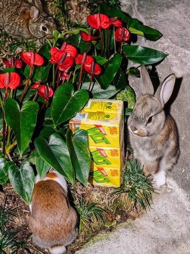 Original Artificial Intelligence Animal Photography by Tina Sturzenegger