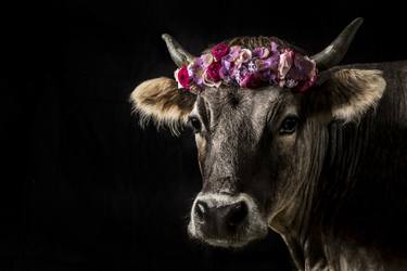 Original Fine Art Animal Photography by Tina Sturzenegger