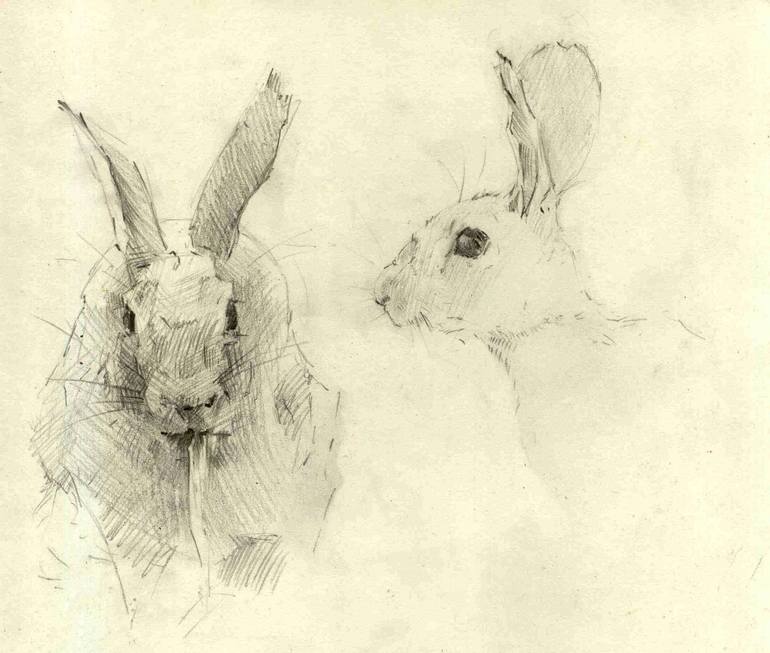 Rabbit Drawing by Vera Bondare Saatchi Art Jordan