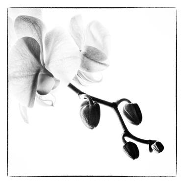 Original Fine Art Nature Photography by Veneta Karamfilova