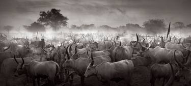 Original Fine Art Animal Photography by Drew Doggett
