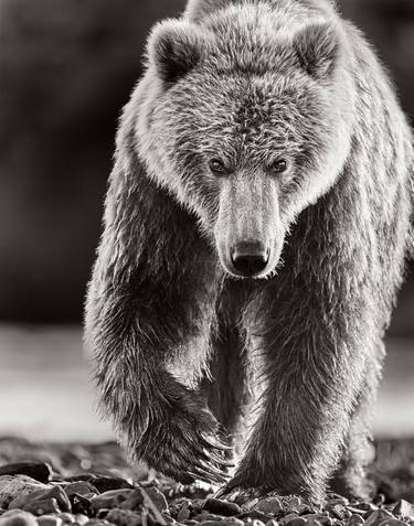 Original Fine Art Animal Photography by Drew Doggett