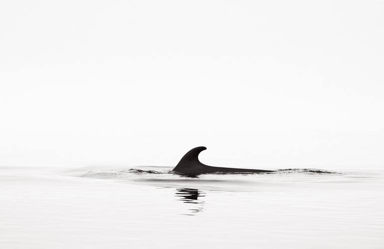 Original Fine Art Animal Photography by Drew Doggett
