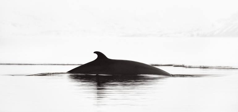 Original Fine Art Animal Photography by Drew Doggett
