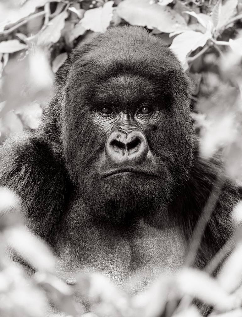 Original Fine Art Animal Photography by Drew Doggett