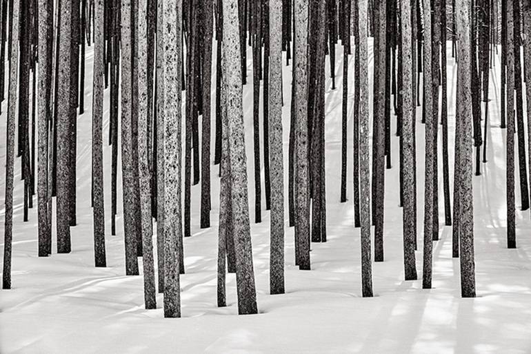Original Abstract Tree Photography by Drew Doggett