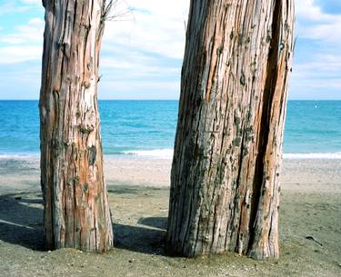 Original Fine Art Tree Photography by Tania Coates