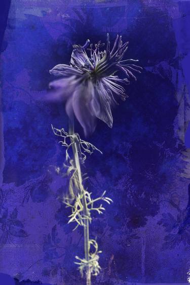 Original Conceptual Floral Mixed Media by Teis Albers