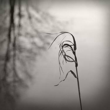 Original Black & White Nature Photography by Lena Weisbek